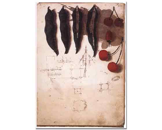 Leonardo Da Vinci Meyve ve Sebze Eskizi