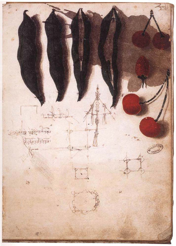 Leonardo Da Vinci Meyve ve Sebze Eskizi