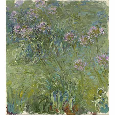 Claude Monet Agapanthus