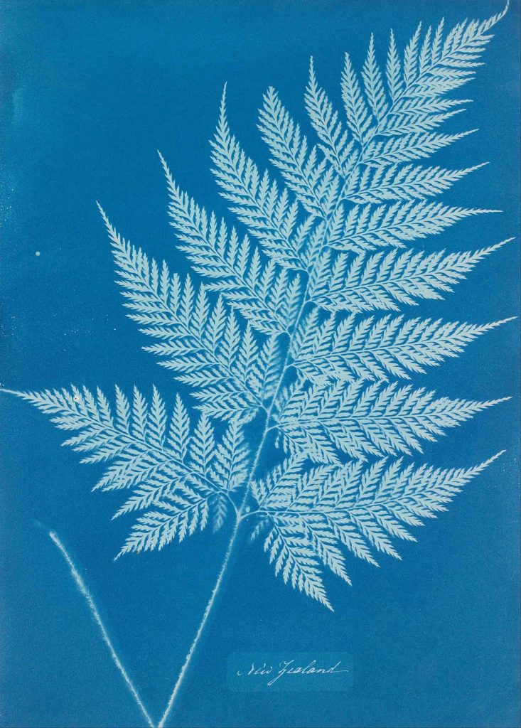 Anna Atkins Yaprak Dokusu