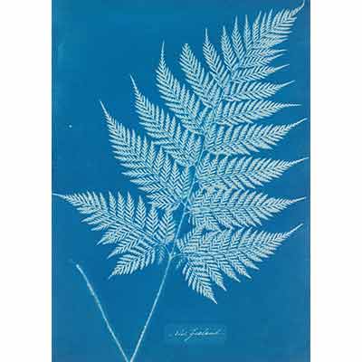 Anna Atkins Yaprak Dokusu