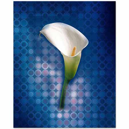 Gala Çiçeği Kompozisyon Calla Lily