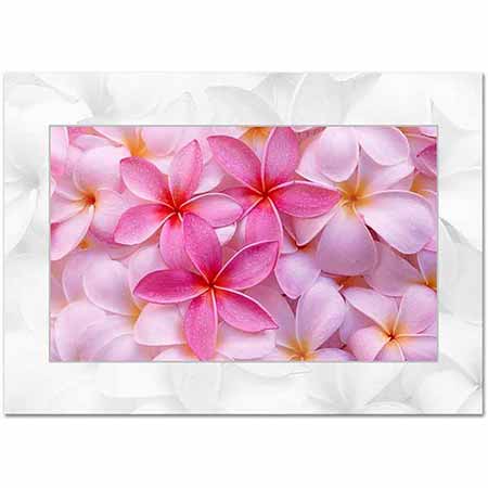 Frangipani Plumeria