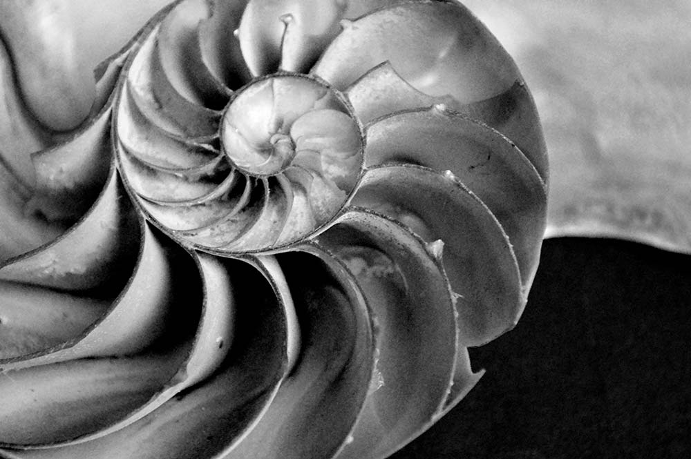 Edward Weston Deniz kabuğu