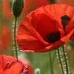 GELİNCİK