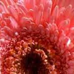 GERBERA