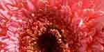 GERBERA