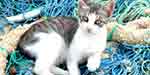 KEDİLER