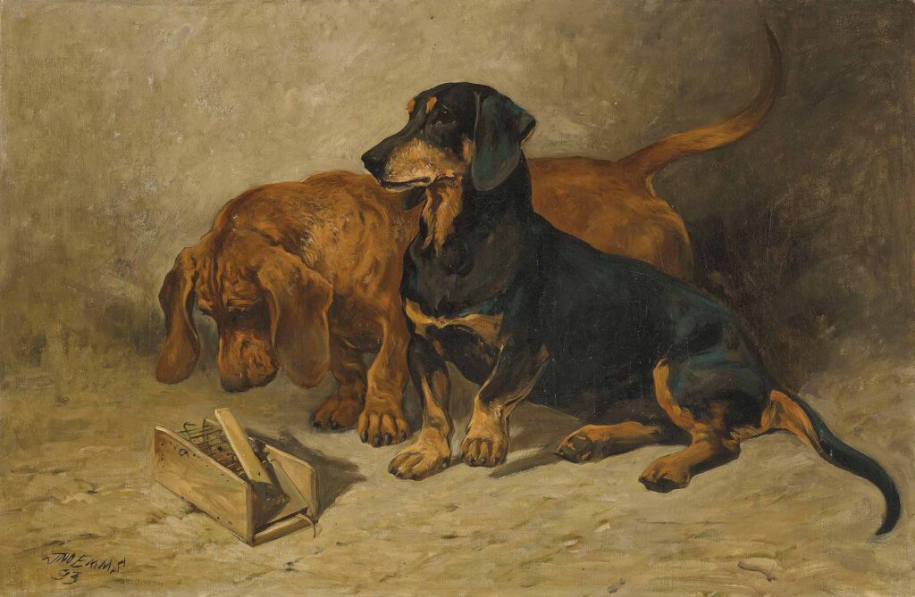 John Emms Dachsund Cinsi Köpekler