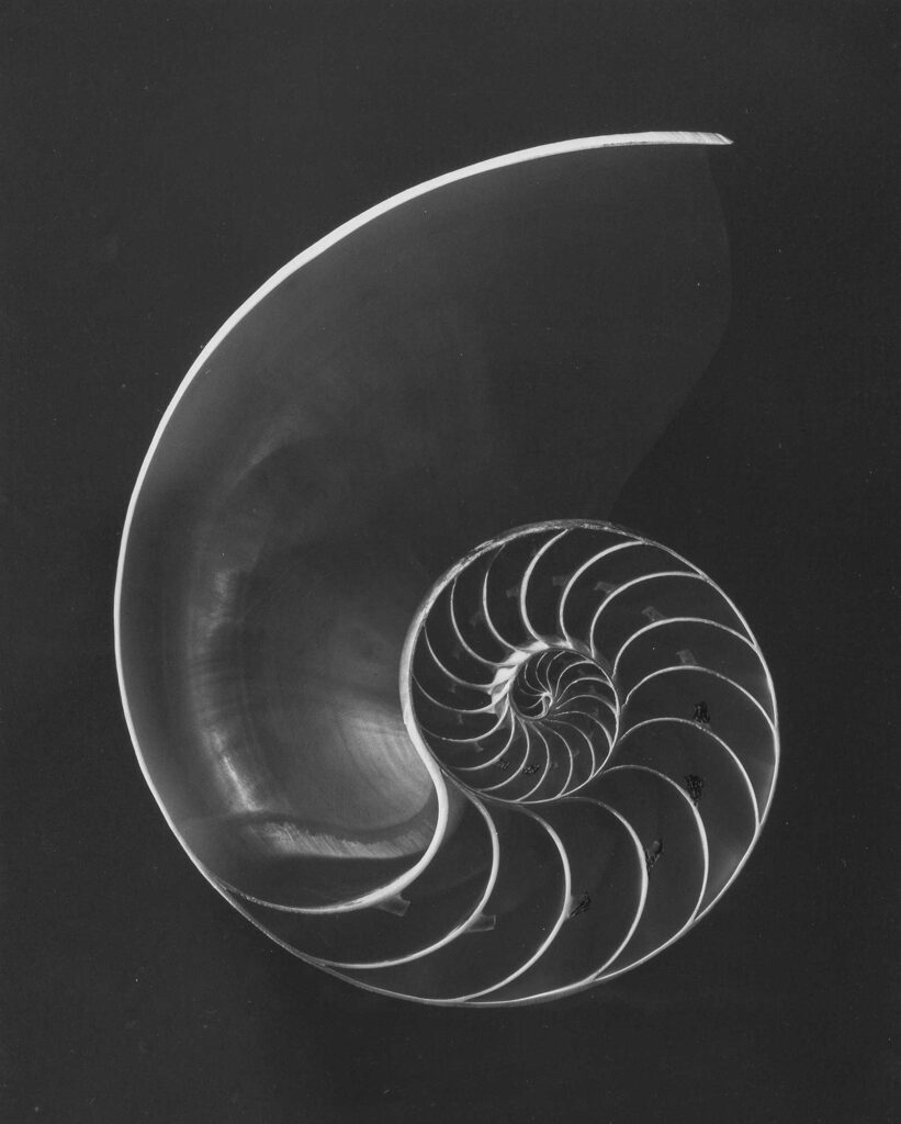 Andreas Feininger Nautilus Pompilius