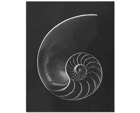 Andreas Feininger Nautilus Pompilius