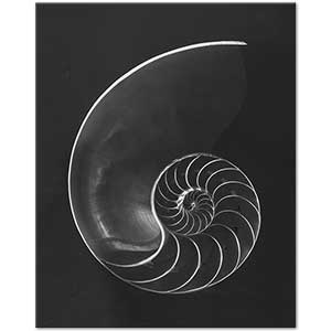 Andreas Feininger Nautilus Pompilius