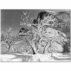 Ansel Adams Elma Ağacı Yosemite