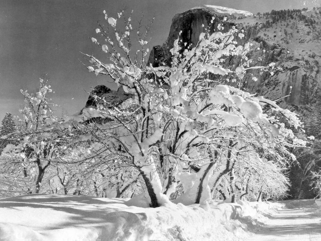 Ansel Adams Elma Ağacı Yosemite