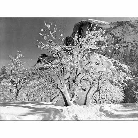 Ansel Adams Elma Ağacı Yosemite