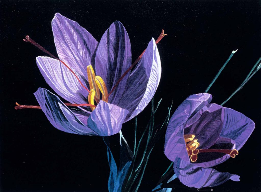 Dagmar Göğdün Safran Çiçeği