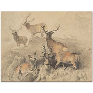 Sir Edwin Henry Landseer Yaban Hayatı