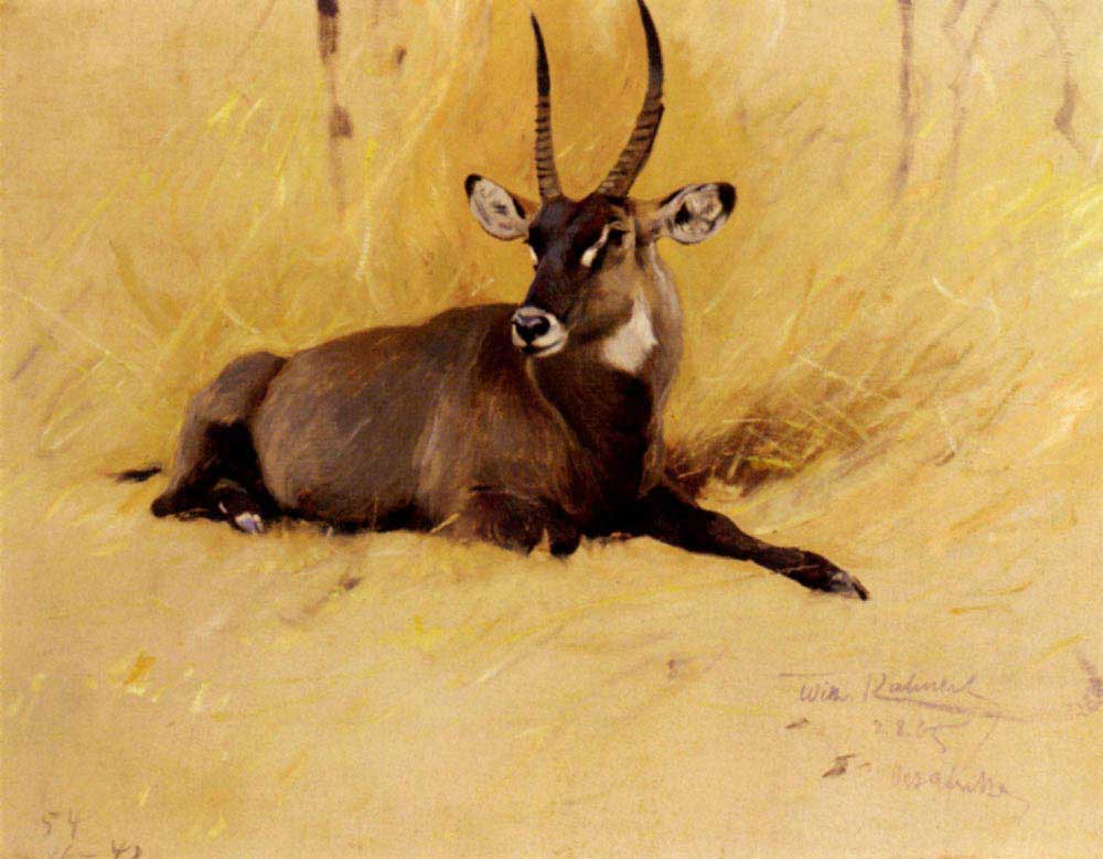Friedrich Wilhelm Kuhnert Afrika Antilopu