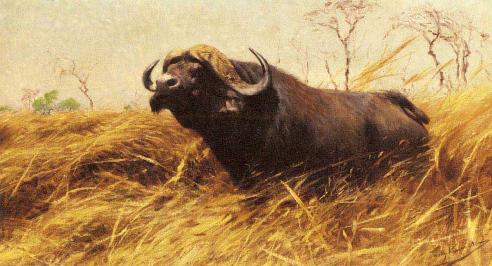Friedrich Wilhelm Kuhnert Afrika Buffalosu