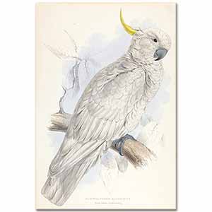 Edward Lear Büyük Kükürt Sarısı Tepeli Kakadu
