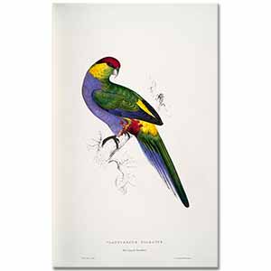 Edward Lear Kırmızı Başlıklı Muhabbet Kuşu