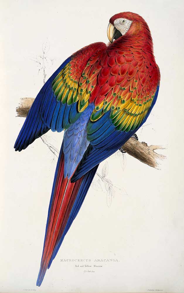 Edward Lear Macrocercus Aracanga Papağanı