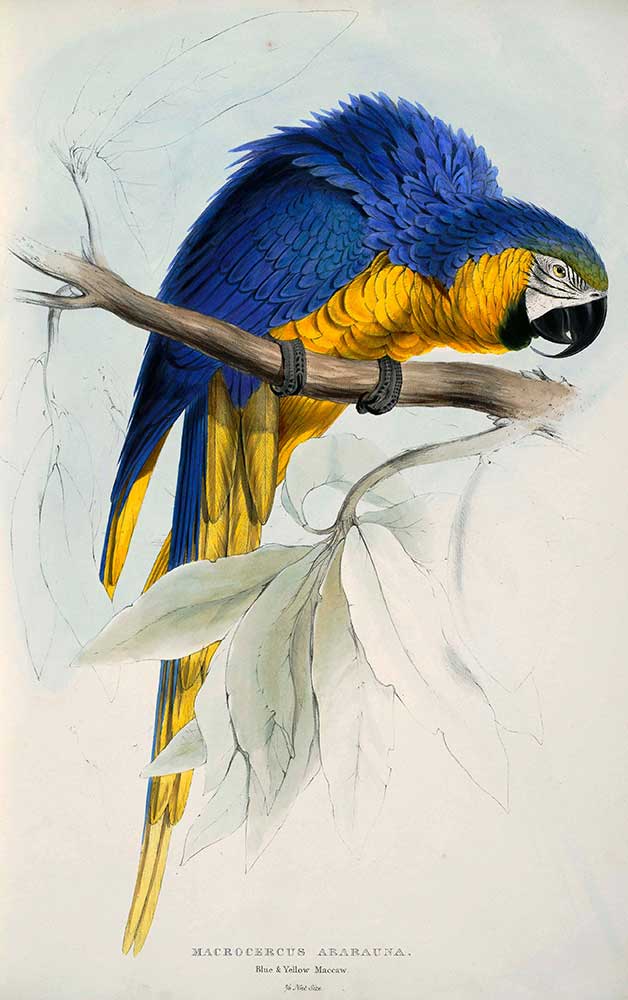 Edward Lear Sarı Mavi Papağan