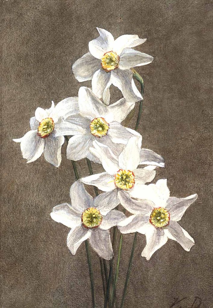 Victoria Fantin Latour Nergisler