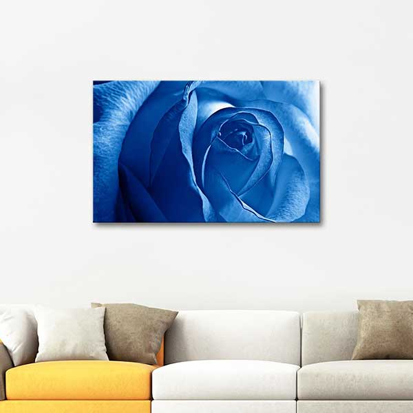 Blue Rose