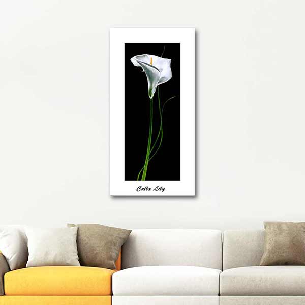 White Calla Lily