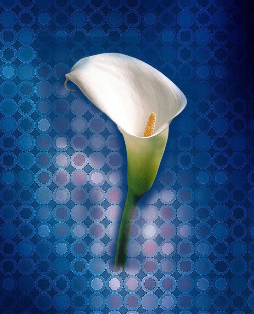Gala Çiçeği Kompozisyon Calla Lily