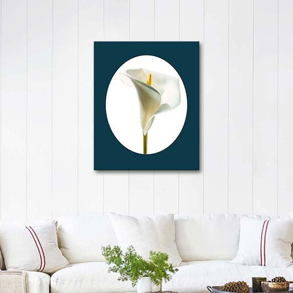 Calla Lily in White