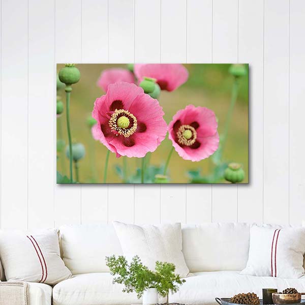 Pink Poppies in a Field
