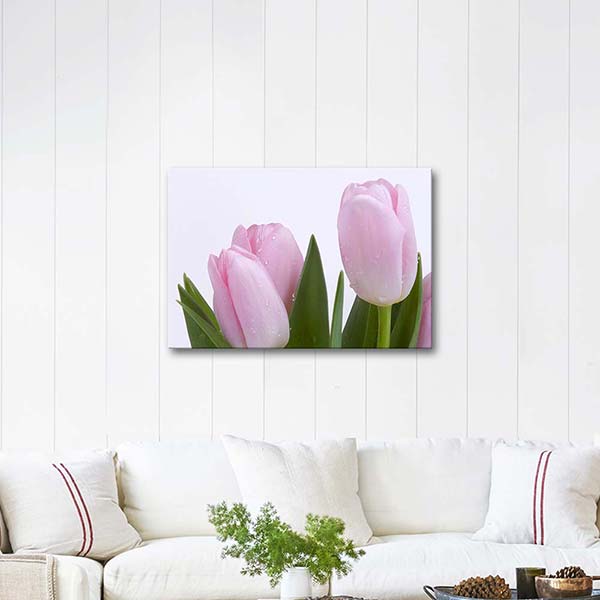 Pink Tulips