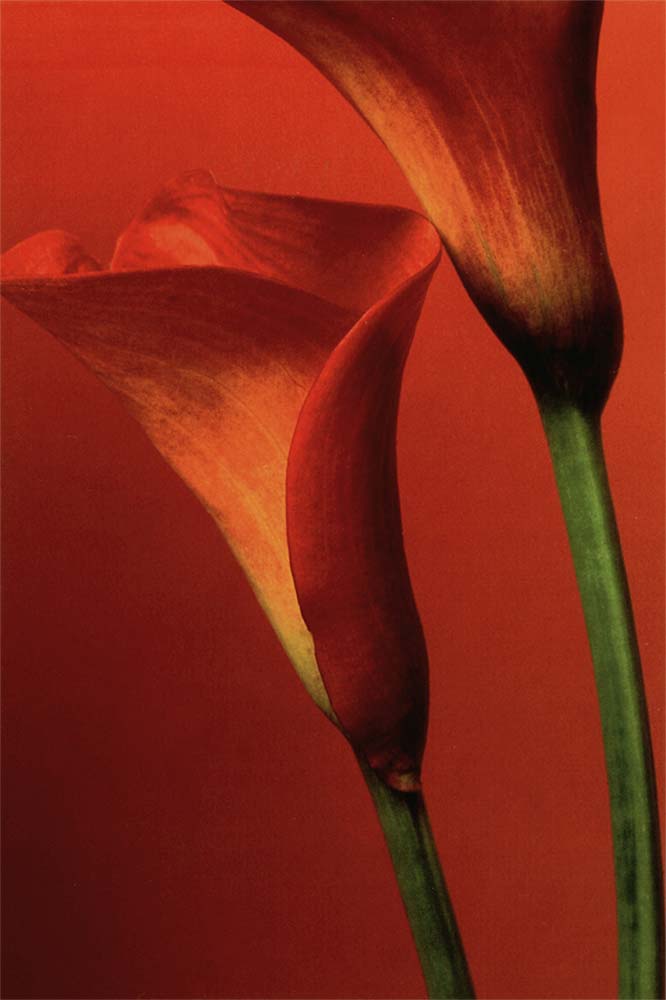 Kırmızı Gala Çiçeği Calla Lily Kompozisyon