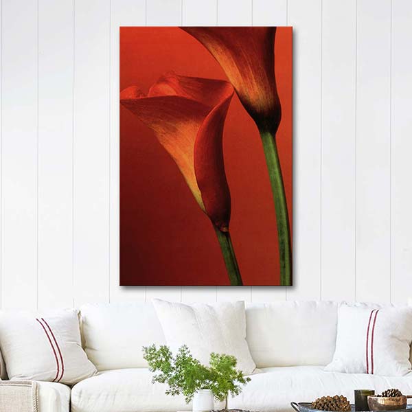 Red Calla Lily