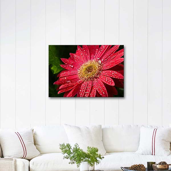 Red Gerbera