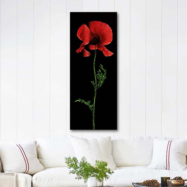 Red Poppy in Black