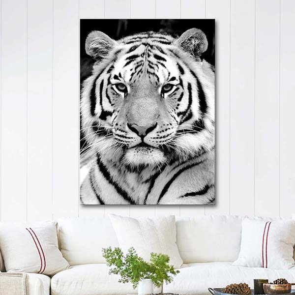 Tiger in Black White