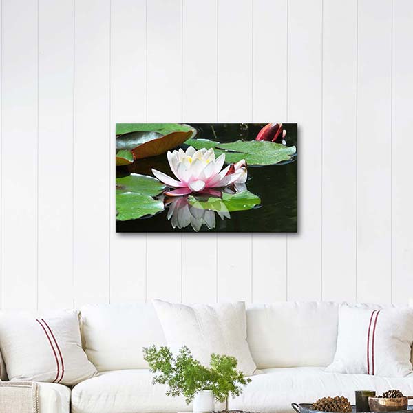 White Water Lily