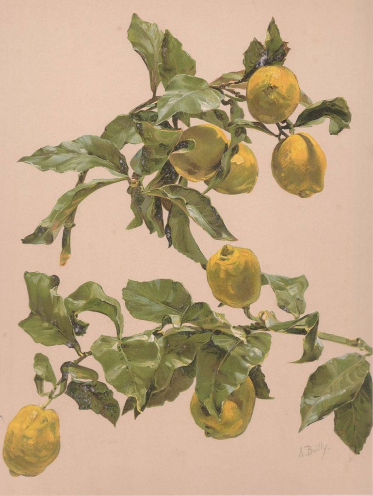 Alice Bailly Limon Ağacı