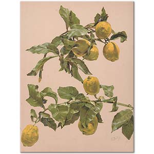 Alice Bailly Limon Ağacı