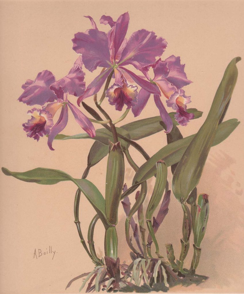 Alice Bailly Cattleya Cinsinden Bir Orkide