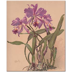 Alice Bailly Cattleya Cinsinden Bir Orkide