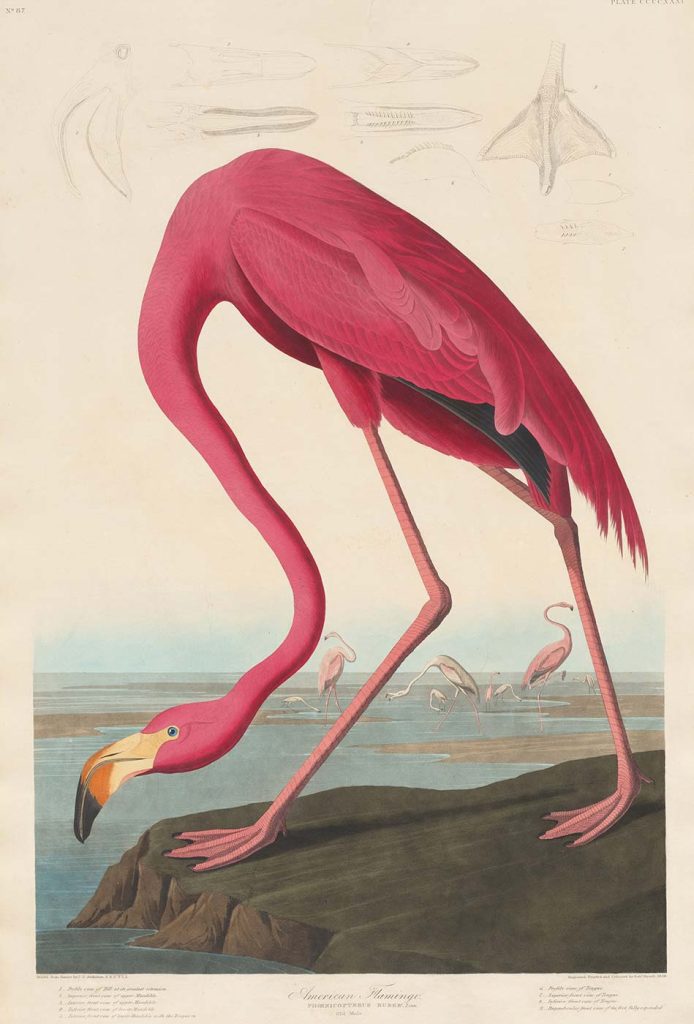 John James Audubon Amerikan Flamingosu