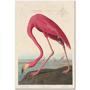 John James Audubon Amerikan Flamingosu