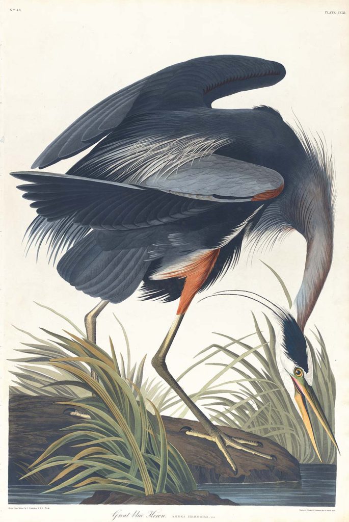 John James Audubon Büyük Mavi Balıkçıl