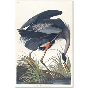 John James Audubon Büyük Mavi Balıkçıl