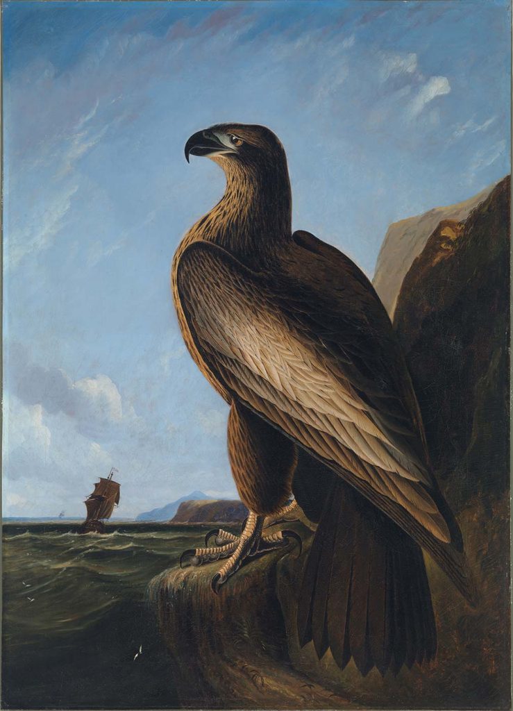 John James Audubon Washington Deniz Kartalı