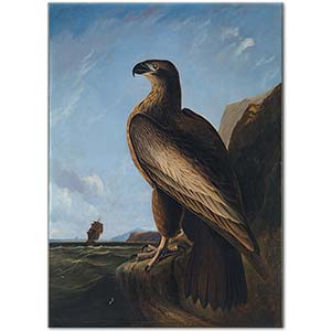 John James Audubon Washington Deniz Kartalı